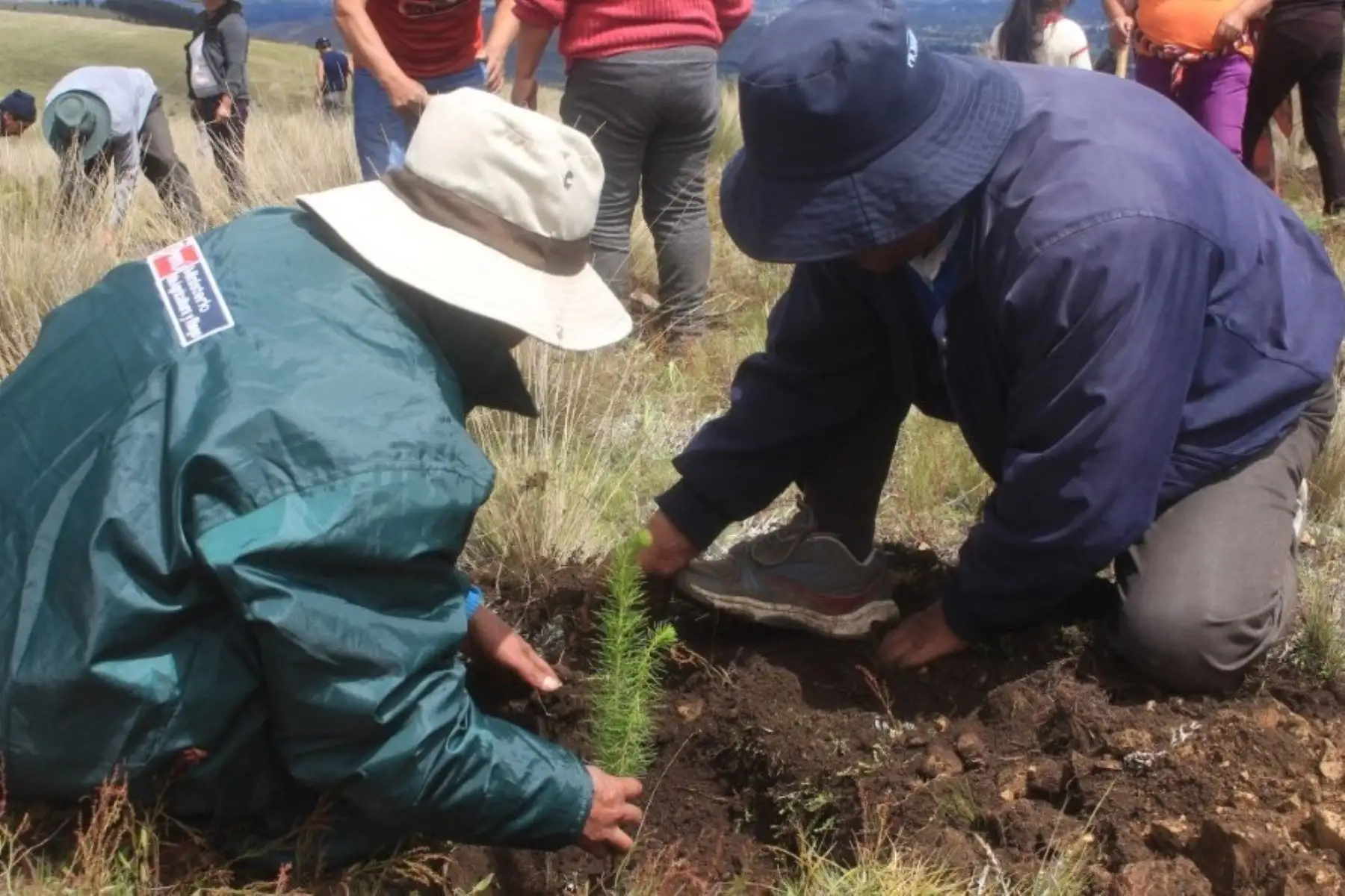 Agro Rural promueve la reforestación de tierras degradadas en el caserío de Oriente Huaychaca, en la provincia liberteña de Julcán. Foto: ANDINA/Difusión