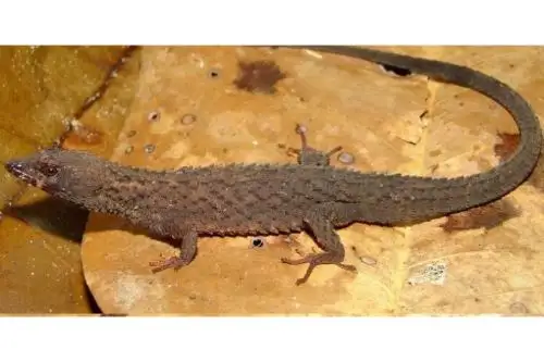 El equipo de científicos estaba compuesto por tres españoles y dos venezolanos, agregó Provita, una de cuyas fundadoras, Celsa Señaris, participó en la investigación. Foto: Internet