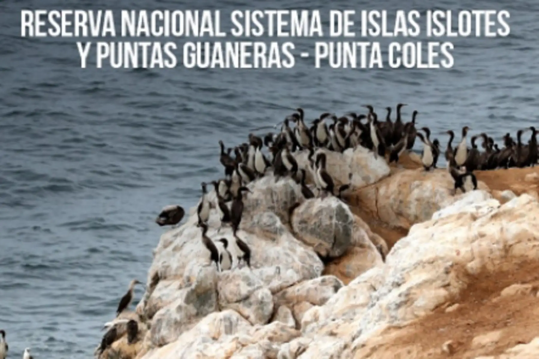 ANDINA/Difusión