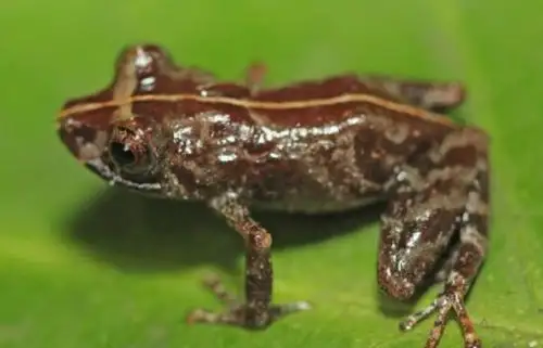 La rana Pristimantis sira sp. nov. es una especie de anfibio que ha sido hallada en el ecosistema de bosques de montaña, entre Ucayali, Huánuco y Pasco. Foto: Germán Chávez los 1,550 y 2,200 metros sobre el nivel del mar, como parte de un estudio de investigación desarrollado al interior de la Reserva Comunal El Sira, ubicada entre los departamentos de Ucayali, Huánuco y Pasco. Foto: Germán Chávez.