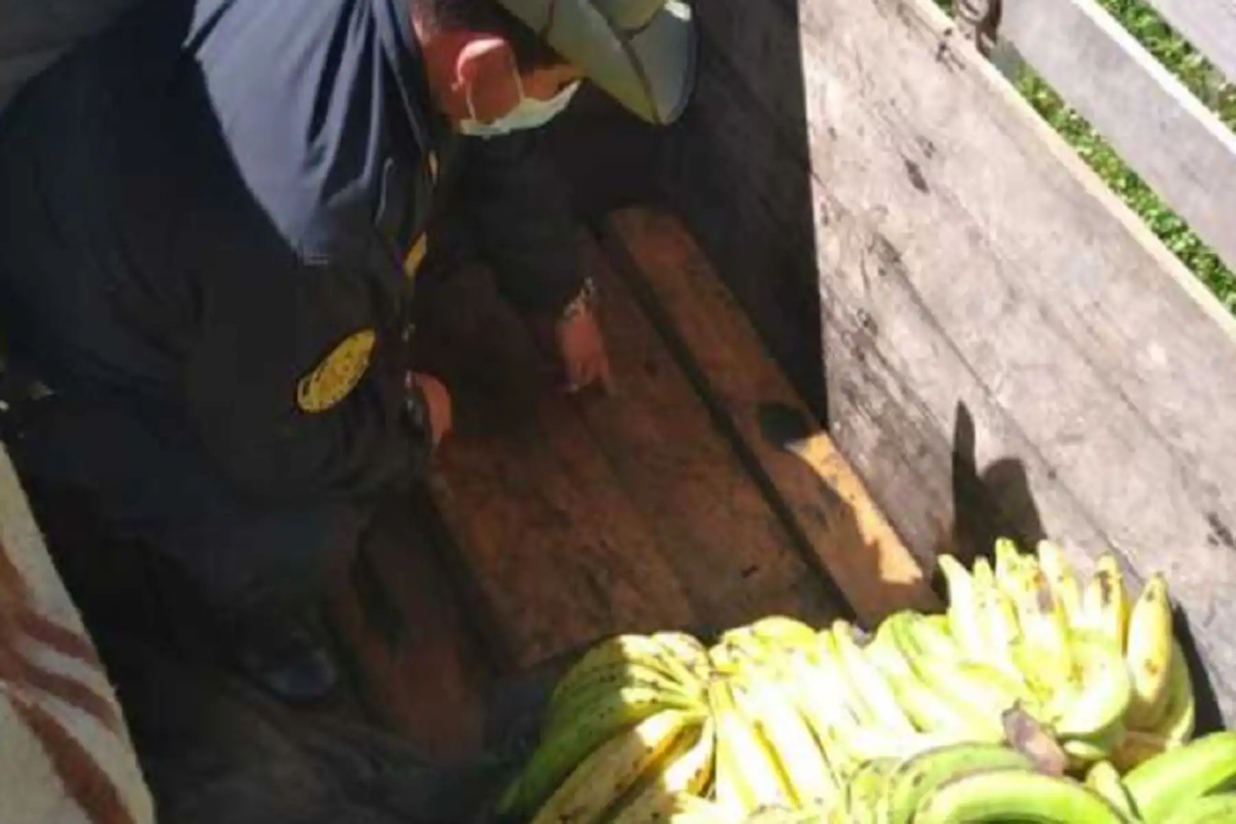 El Ministerio de Desarrollo Agrario y Riego (Midagri), a través del Servicio Nacional Forestal y de Fauna Silvestre (Serfor) decomisó 3,796 pies tablares de madera aserrada que iba camuflada con plátanos provenientes de la provincia del Manu, en el departamento de Madre de Dios. Foto: Midagri/Serfor.