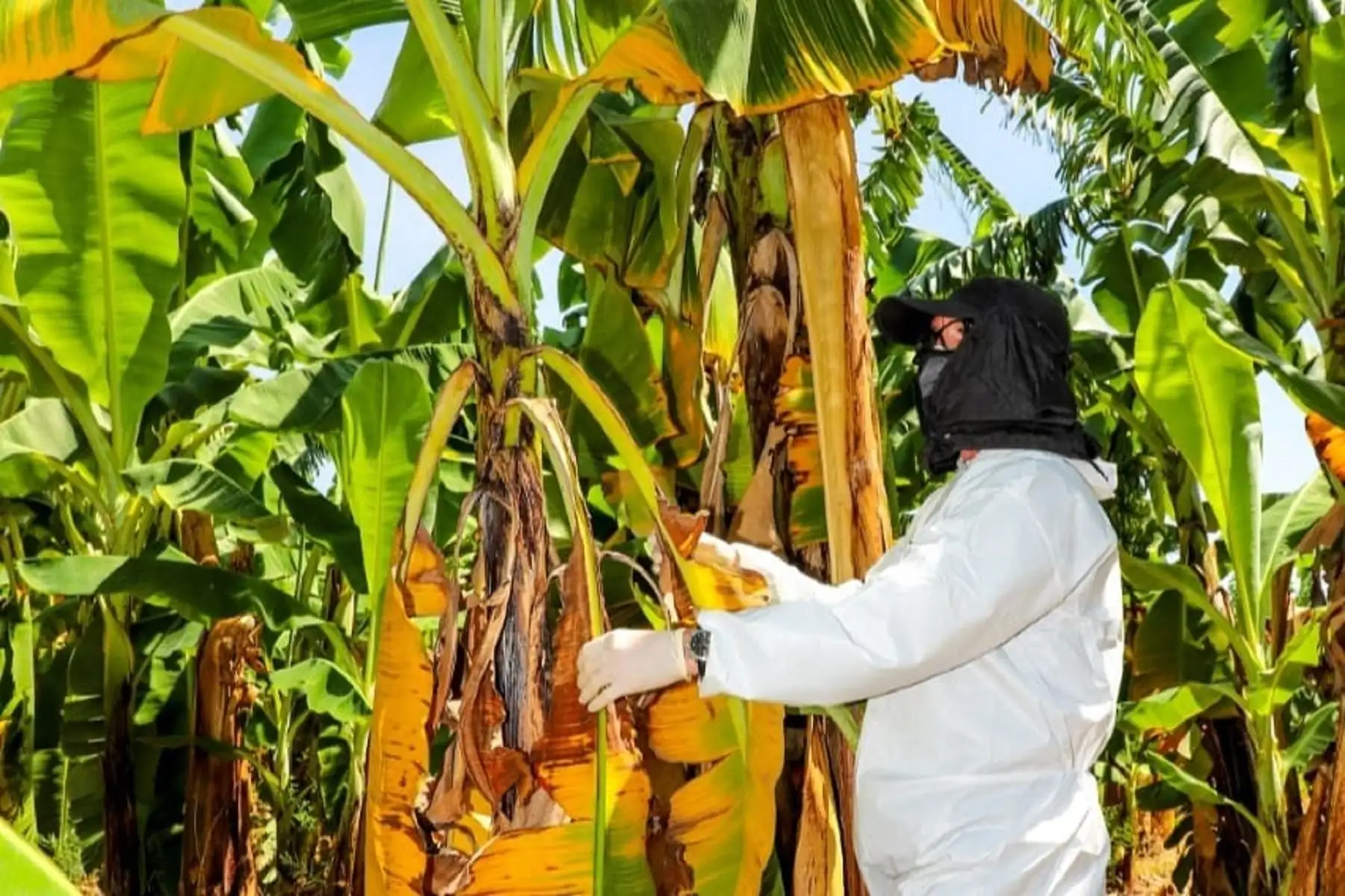 Cultivo de plátanos. Cortesía Senasa