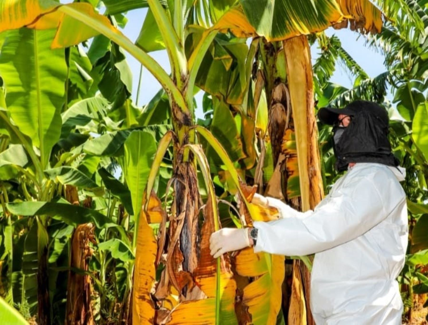 Senasa adopta medidas para controlar el brote de la plaga Fusarium Raza 4 Tropical, que afecta a los cultivos de banano y plátano, reportado en el distrito piurano de Querecotillo.