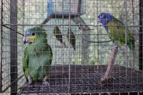El comercio no autorizado de fauna silvestre es considerado como una de las mayores actividades del crimen organizado. A nivel mundial, el tráfico ilegal de la fauna silvestre es uno de los comercios ilegales más lucrativos (excluyendo los productos hidrobiológicos y la madera) y genera entre US$ 7,800 y 10,000 millones por año, según la Estrategia Nacional para Reducir el Tráfico Ilegal de Fauna Silvestre 2017-2027. ANDINA/Difusión