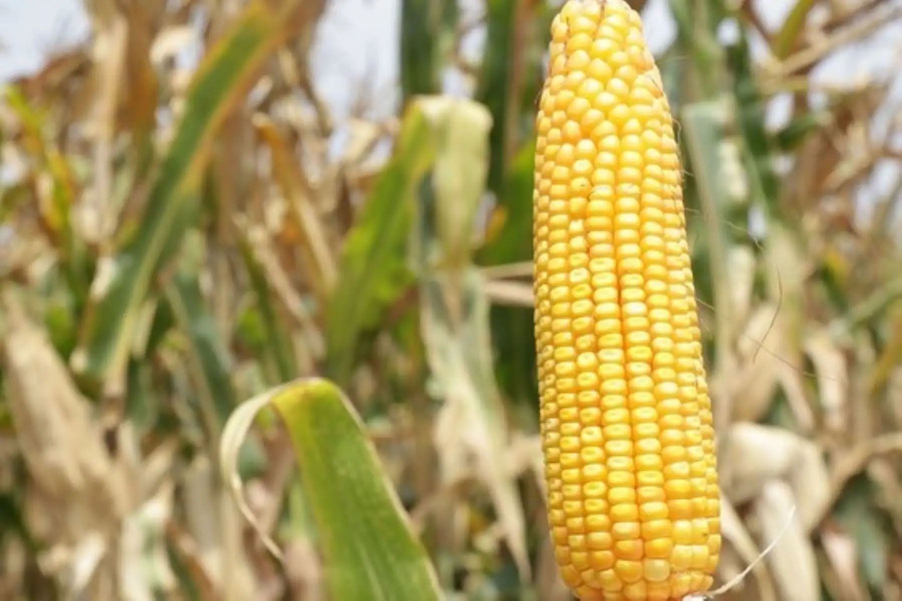 Nueva variedad de maíz amarillo duro desarrollada por el INIA. Foto: ANDINA/Difusión