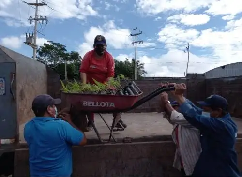 San Martín: Recuperarán ribero del río Mayo con 7 500 plantones en distrito de Cuñumbuque