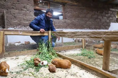Ayacucho: emprendedor impulsa crianza de cuyes con capitación en Tambo del Midis