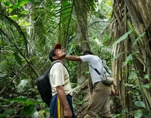 EE UU y Noruega apoyan los esfuerzos que realiza el Goierno peruano para la conservación y manejo sostenible de los bosques amazónicos, destacó el Ministerio del Ambiente. ANDINA/Difusión