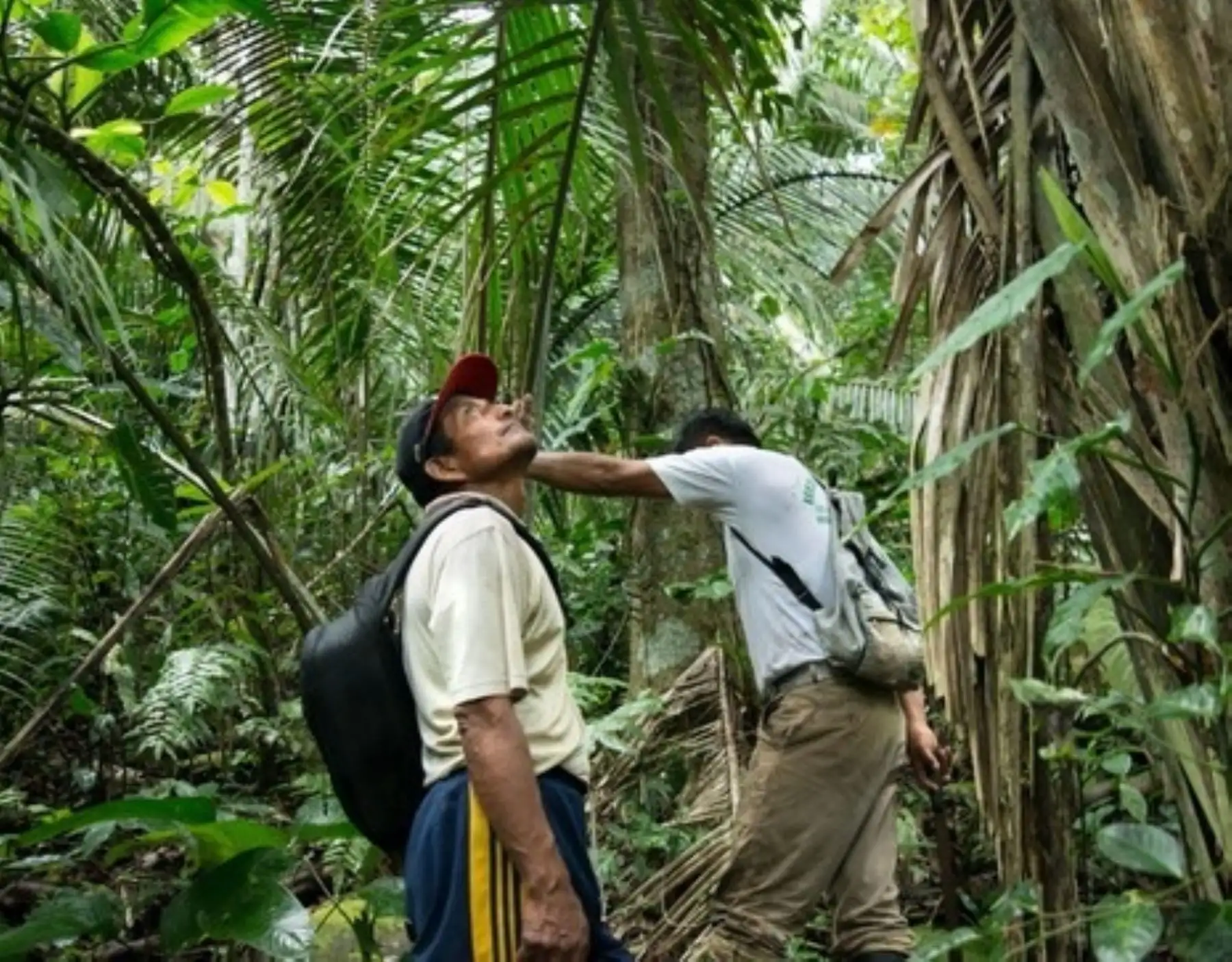 EE UU y Noruega apoyan los esfuerzos que realiza el Goierno peruano para la conservación y manejo sostenible de los bosques amazónicos, destacó el Ministerio del Ambiente. ANDINA/Difusión