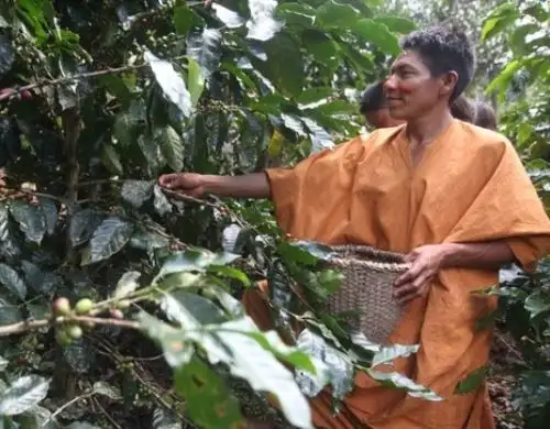 comunidades utilizan de manera sostenible la madera y también desarrollan otras actividades no maderables como el aprovechamiento del aguaje, la castaña, el bijao y la sangre de grado, además del cacao, el café, las artesanías y la piscicultura, entre otras. ANDINA/Difusión
