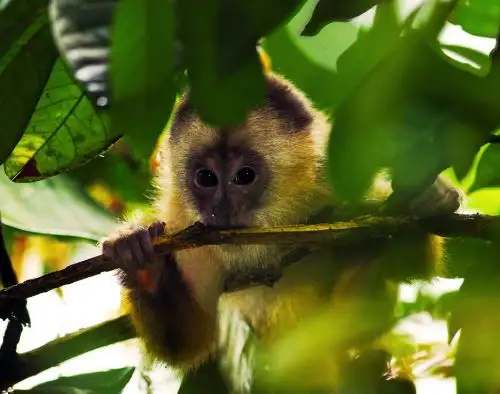 Sernanp y la empresa TGP unen esfuerzos para elaborar un plan para preservar la biodiversidad de la selva de Cusco ANDINA/Difusión
