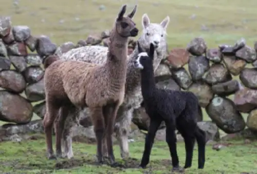 Cuatro crías de llama que nacieron este año gracias a una transferencia de embriones es el logro de una investigación pionera en Ayacucho desarrollada por científicos de la Universidad Nacional San Cristóbal de Huamanga. Foto: Universidad Nacional San Cristóbal de Huamanga