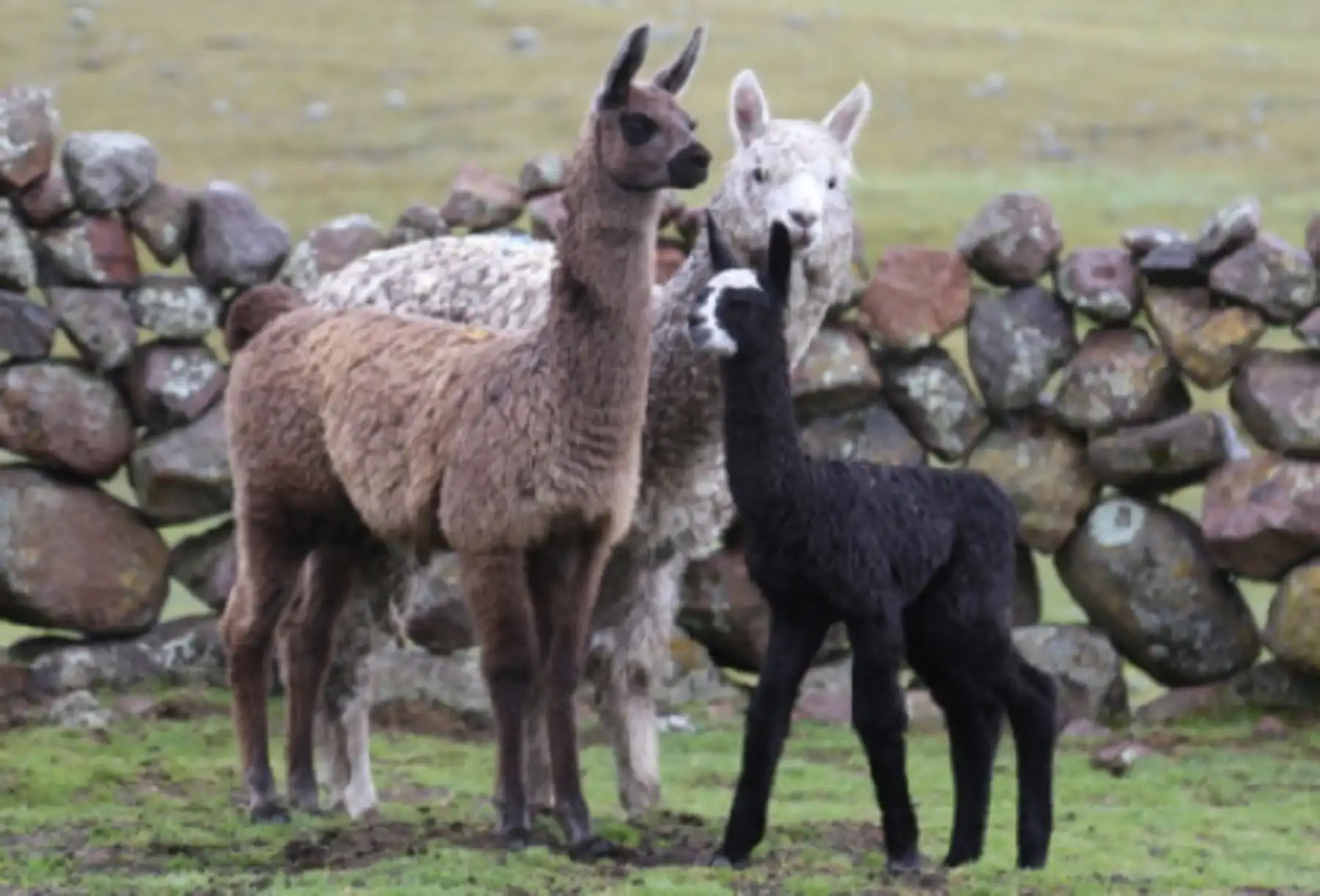 Cuatro crías de llama que nacieron este año gracias a una transferencia de embriones es el logro de una investigación pionera en Ayacucho desarrollada por científicos de la Universidad Nacional San Cristóbal de Huamanga. Foto: Universidad Nacional San Cristóbal de Huamanga