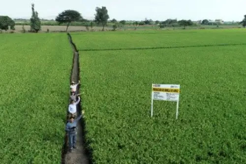 Cultivos de arroz.