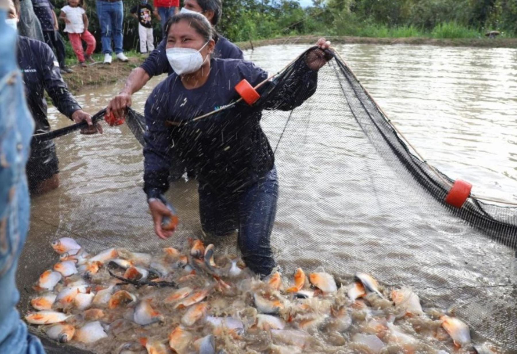Huánuco: distritos de provincia de Leoncio Prado apuestan al desarrollo con crianza de peces amazónicos