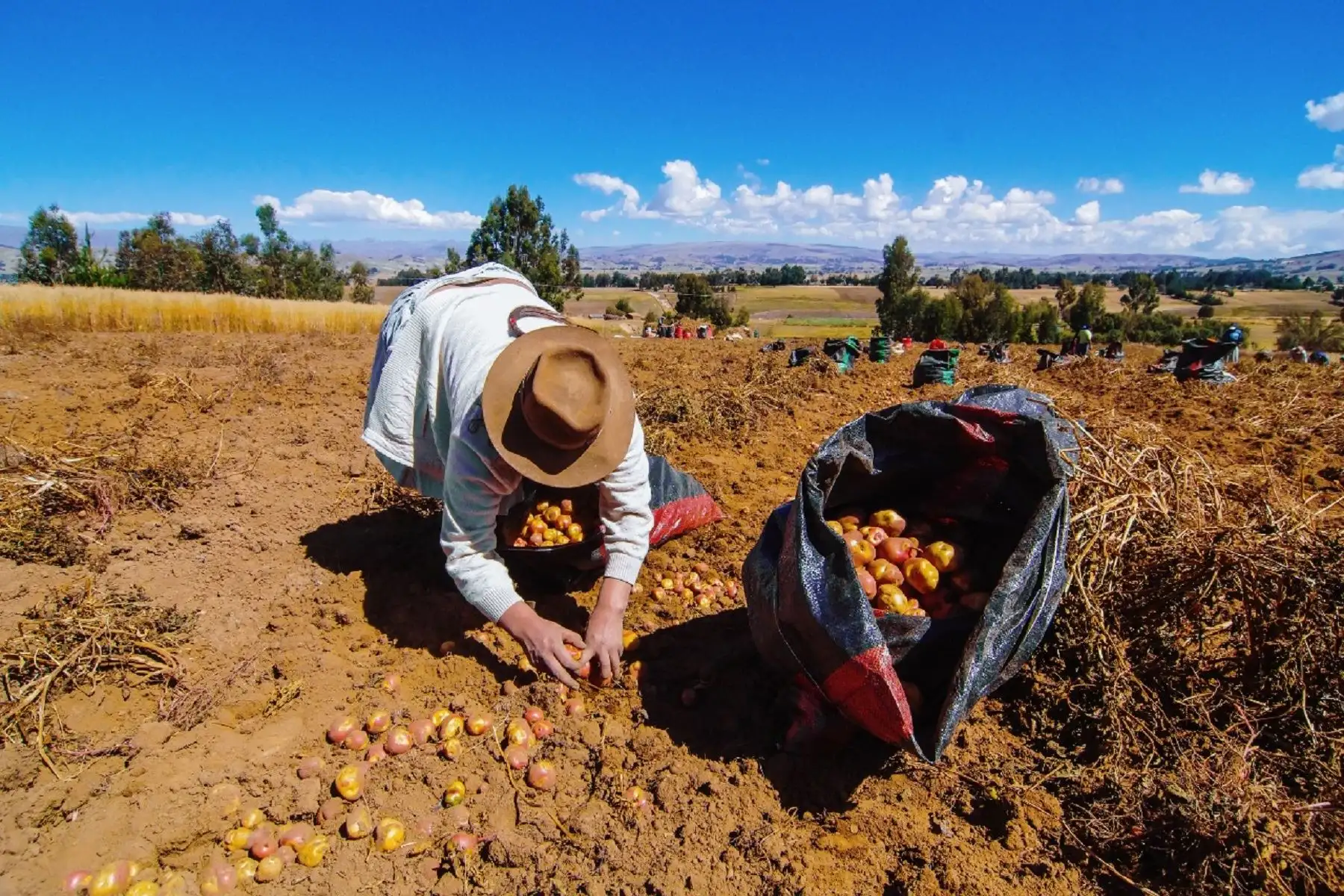 Agro.