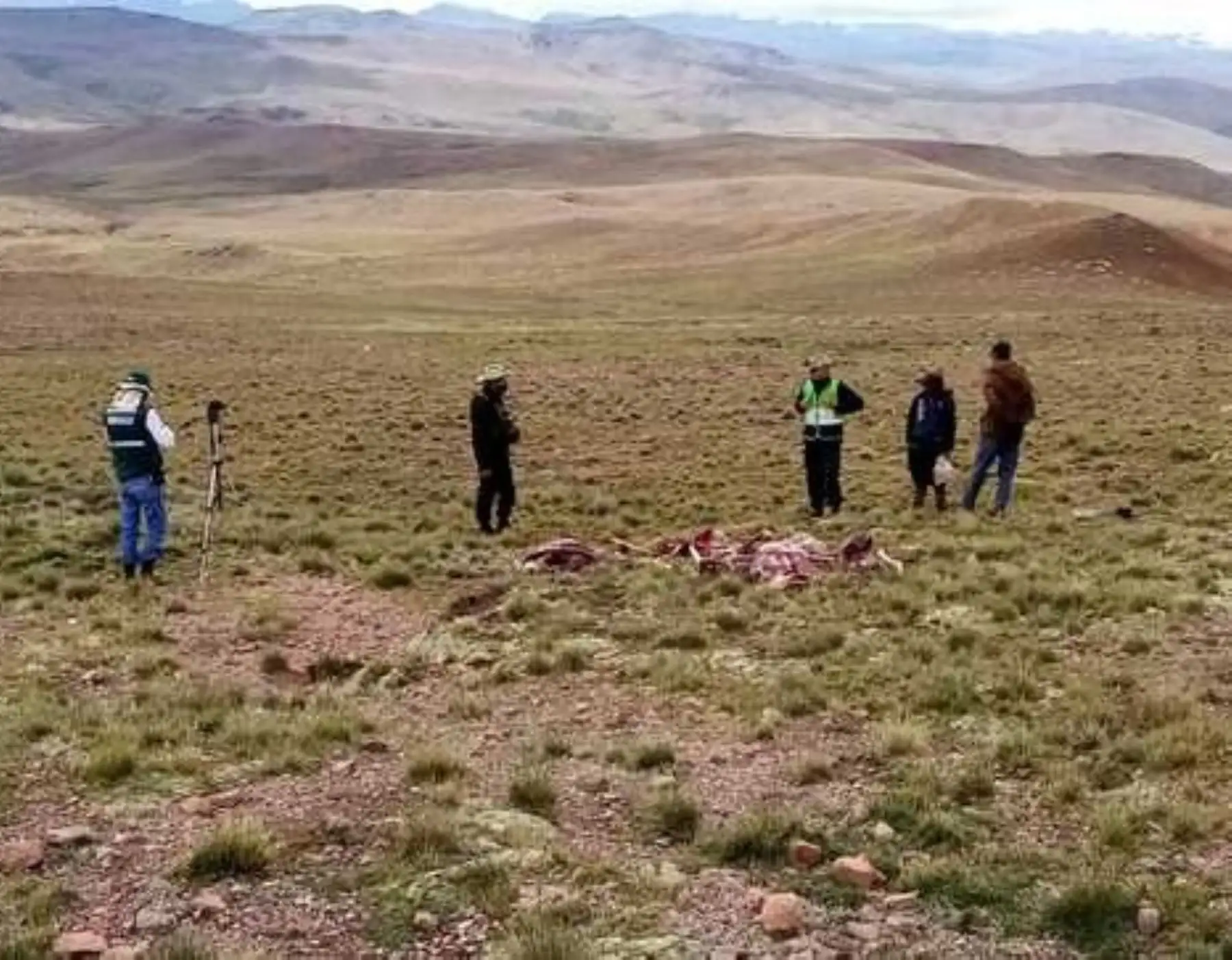 Arequipa en alerta por la caza furtiva de ocho vicuñas reportada en Cusco. ANDINA/Difusión