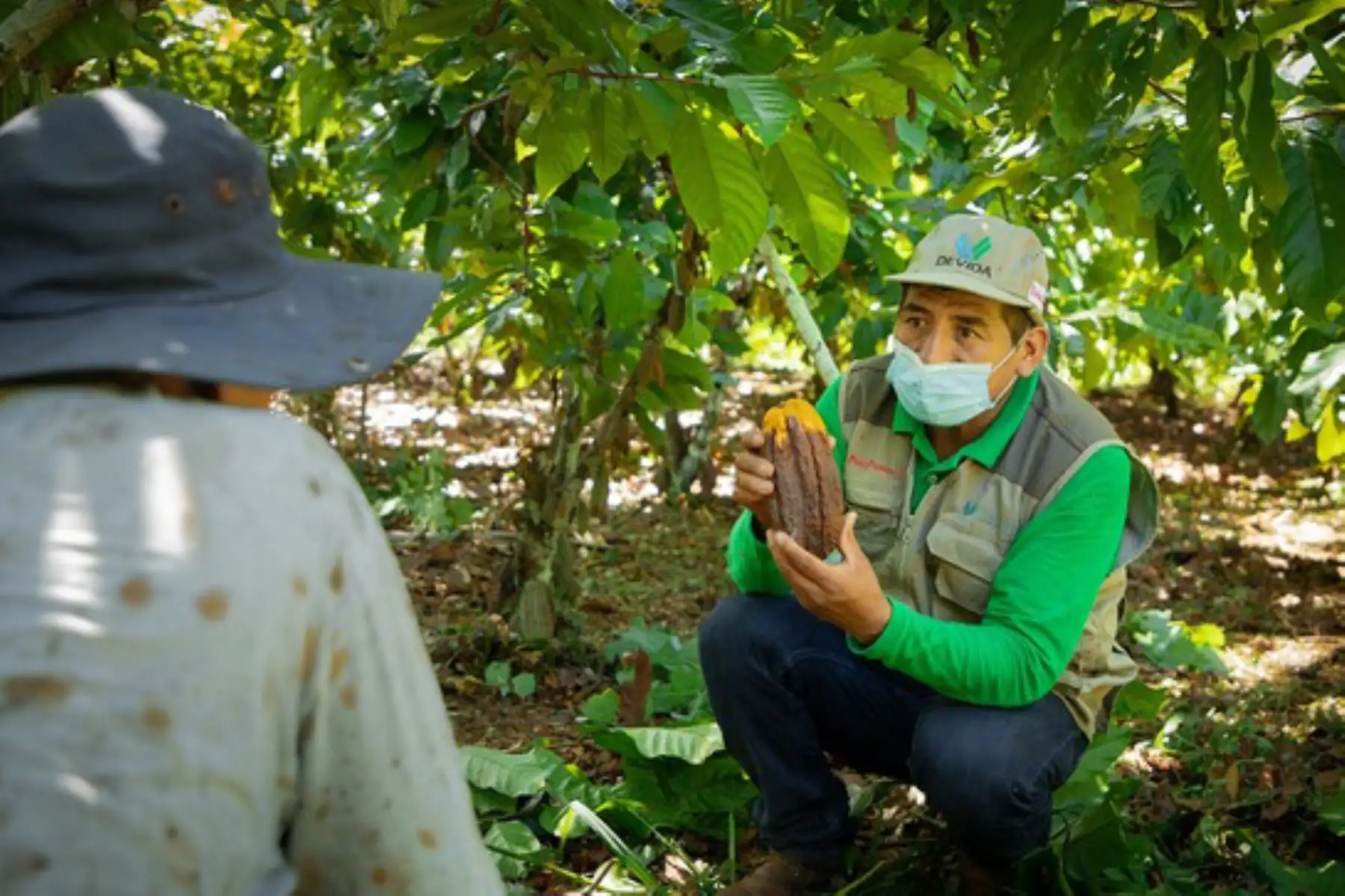 Los participantes de la actividad cacao de Devida son fortalecidos por el equipo técnico en temas referidos a los diversos controles (cultural, biológico, físico y etológico). Foto: ANDINA/Difusión