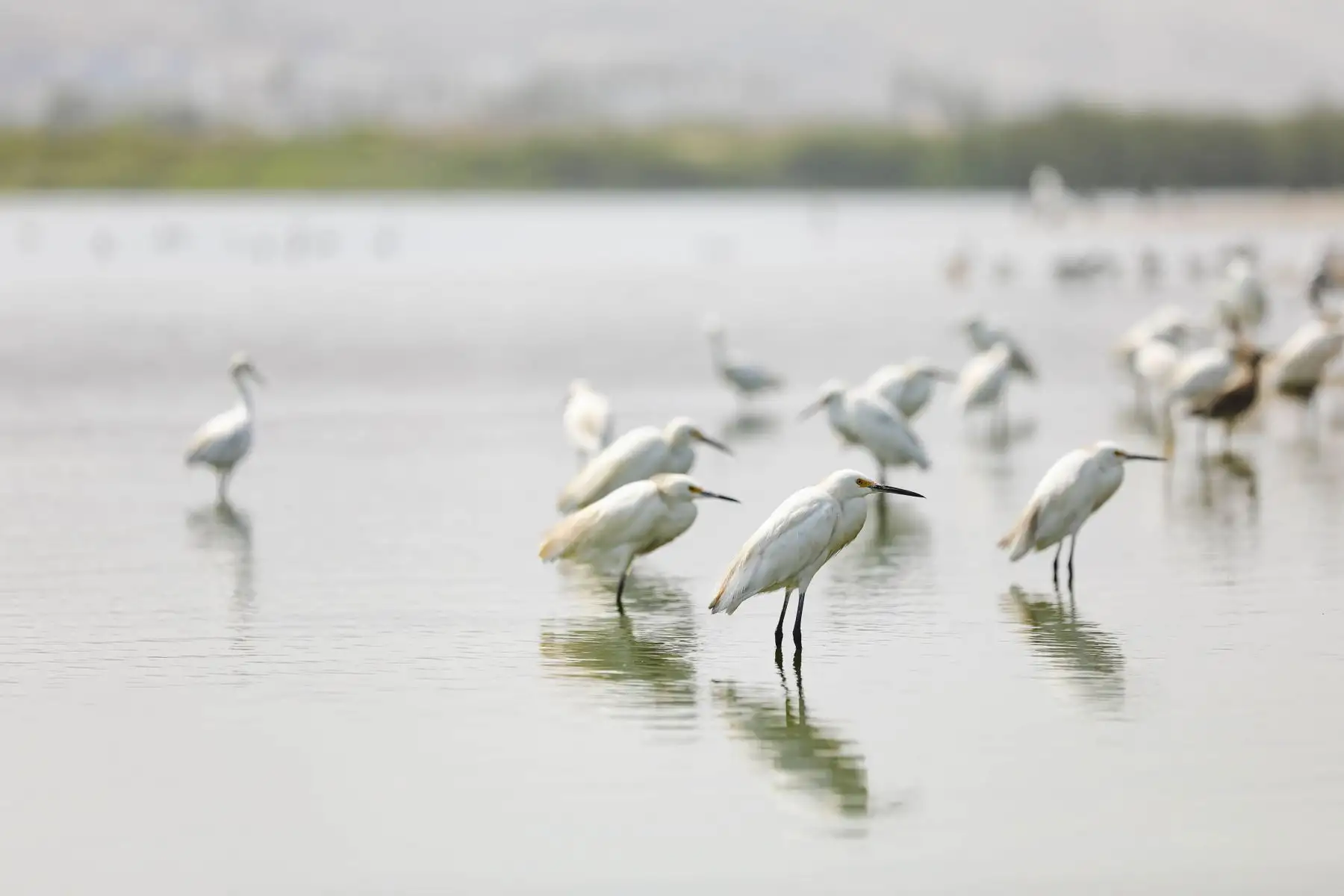 Pantanos de Villa son visitados por ciclistas quienes pasan por todos los protocolos de seguridad antes de ingresar. Foto: MML