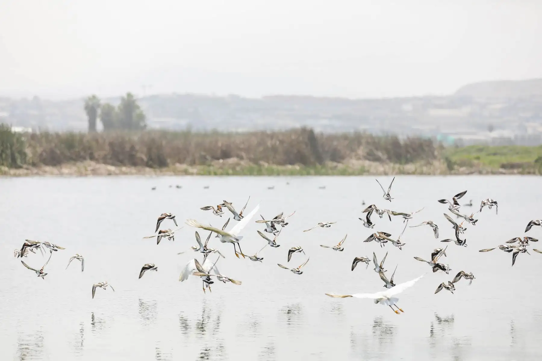 Pantanos de Villa son visitados por ciclistas quienes pasan por todos los protocolos de seguridad antes de ingresar. Foto: MML