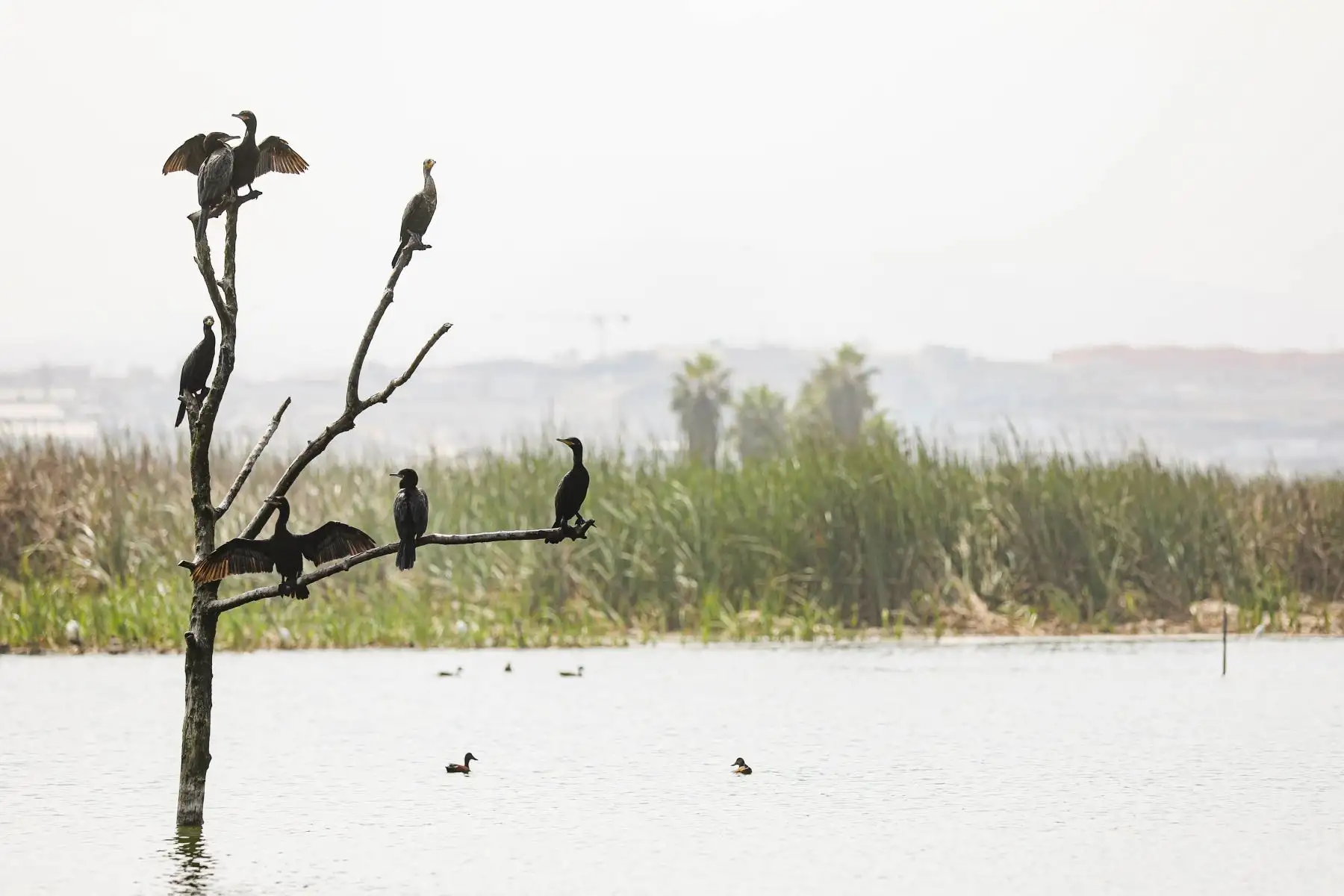 Pantanos de Villa son visitados por ciclistas quienes pasan por todos los protocolos de seguridad antes de ingresar. Foto: MML