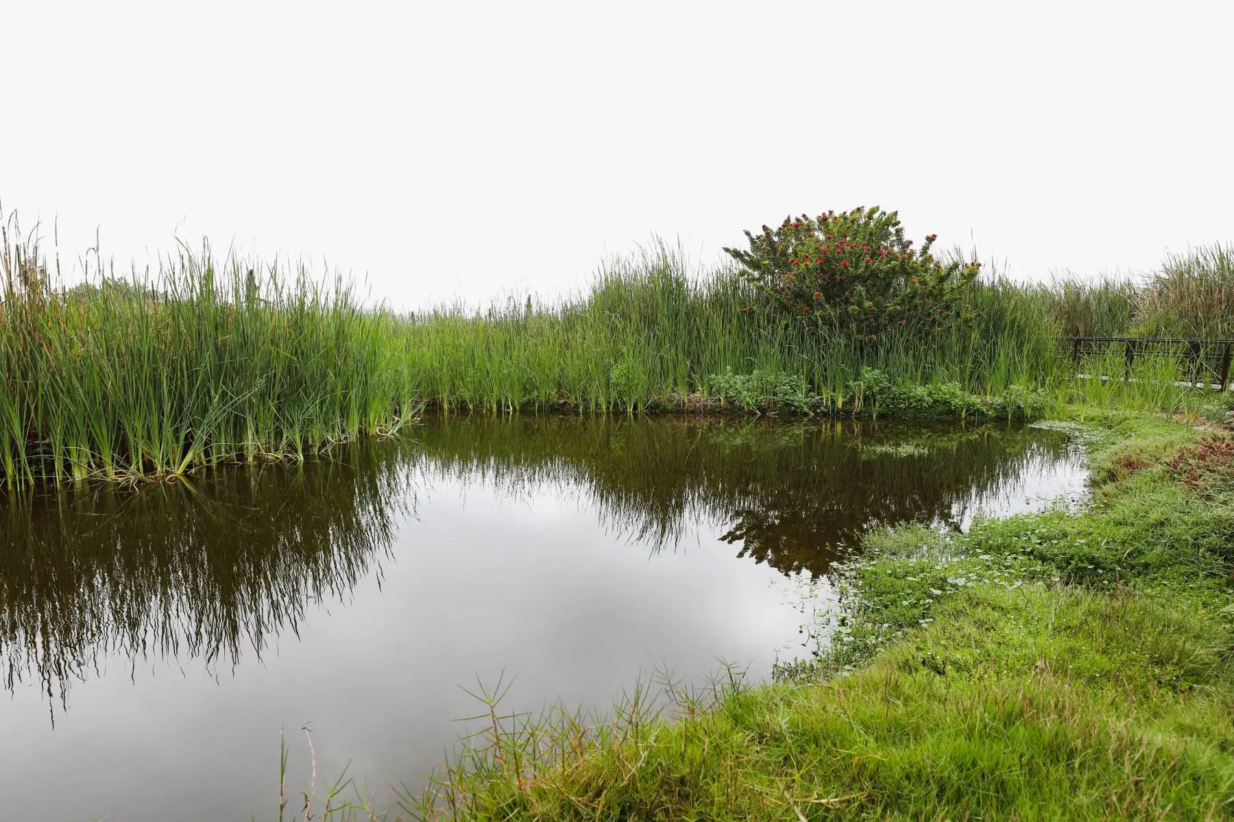 Pantanos de Villa son visitados por ciclistas quienes pasan por todos los protocolos de seguridad antes de ingresar. Foto: MML
