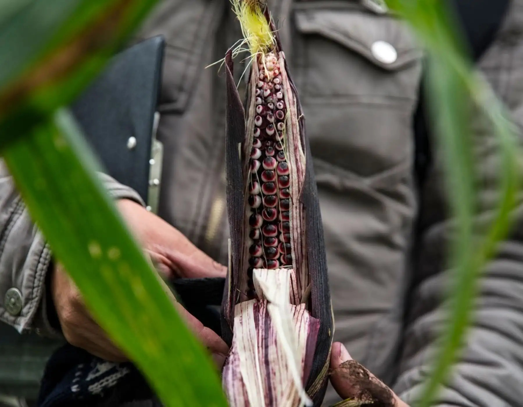 Midagri invertirá, a través del INIA, más de US$ 1 millón para ejecutar proyectos de innovación agraria u mejorar la calidad de los cultivos. ANDINA/Difusión