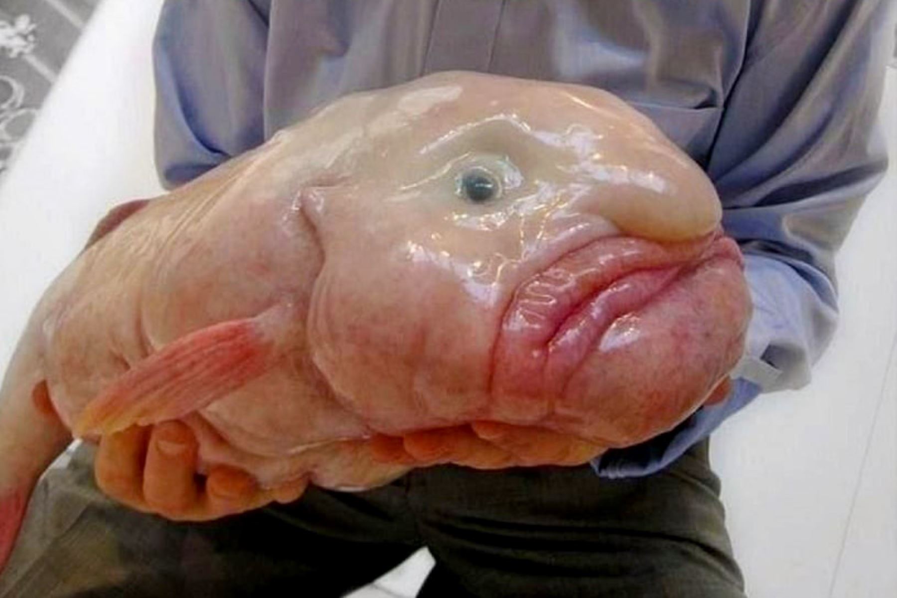 El pez borrón se hizo famoso después de que se fotografiara a un ejemplar en 2003, y su apariencia gelatinosa lo convirtió en un regalo para la cultura de internet. Foto: Internet