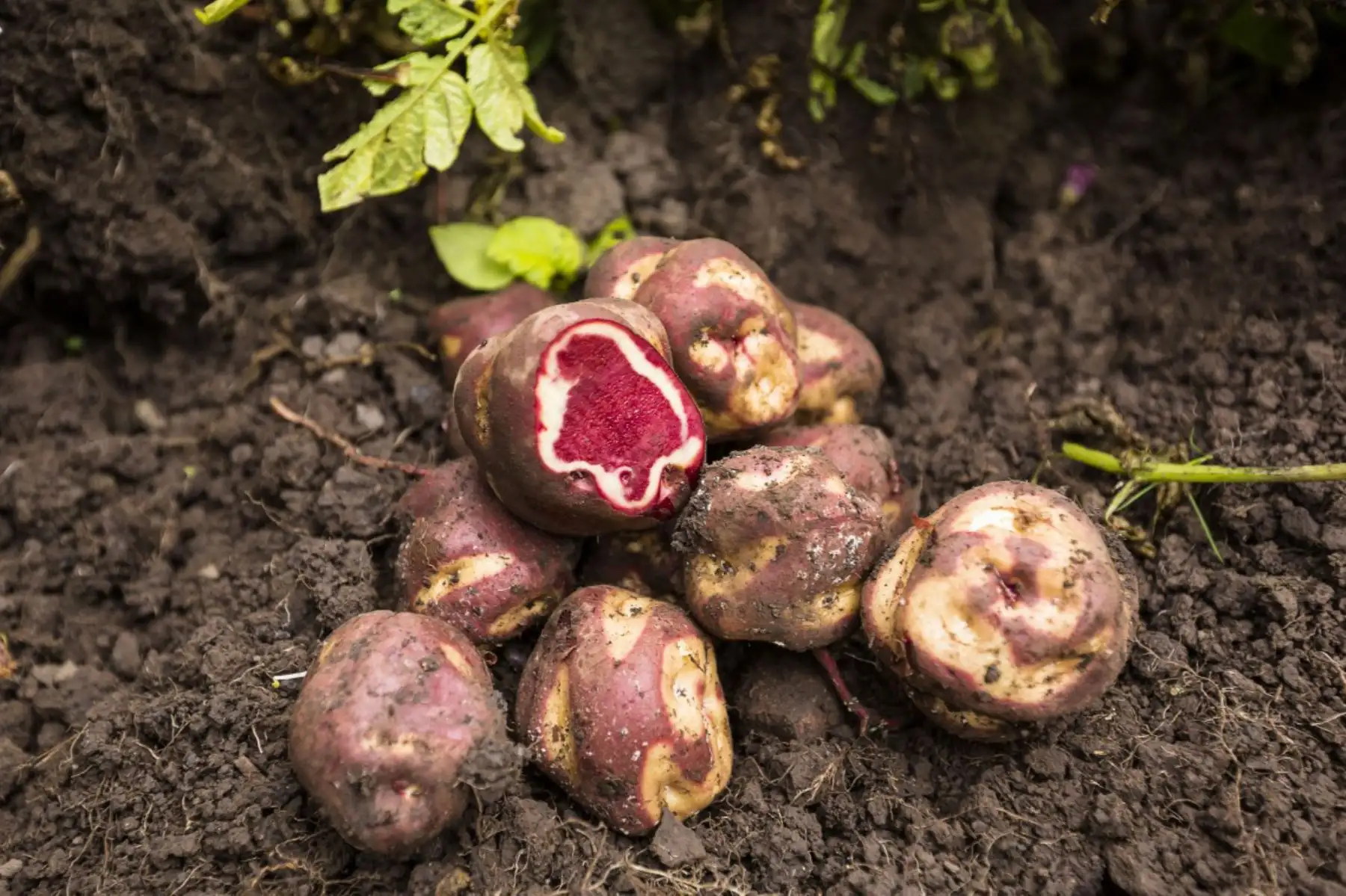 El Ministerio de Desarrollo Agrario y Riego (Midagri), a través de Sierra y Selva Exportadora, realizó el pasado 25 de marzo la Rueda de Negocio Virtual de Papa, que generó intenciones de compra por más de 300 toneladas de producto para los próximos 12 meses. ANDINA/Difusión