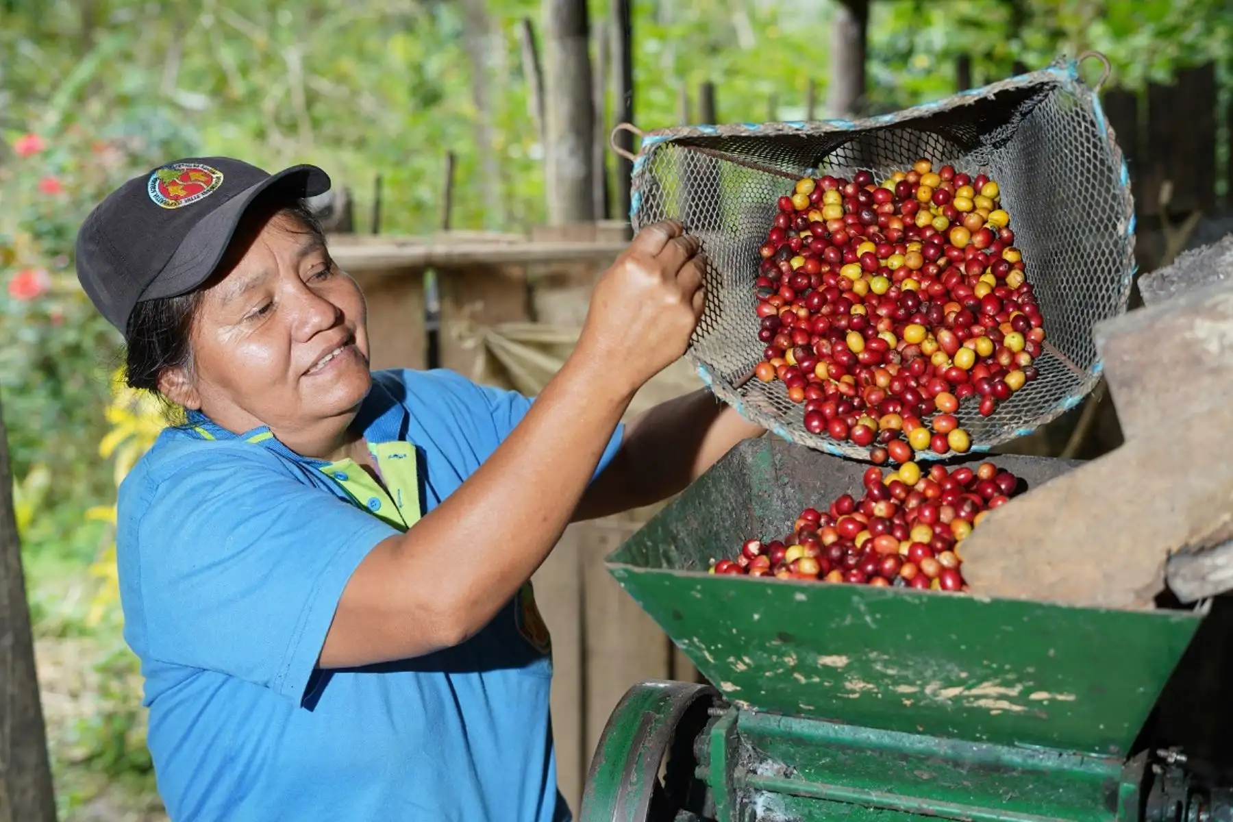 Productora de café del centro del país. Foto: Cortesía