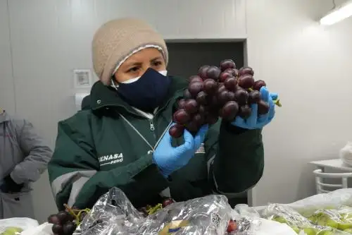 La uva peruana podrá llegar a los consumidores argentinos desde este año. Cortesía Senasa.