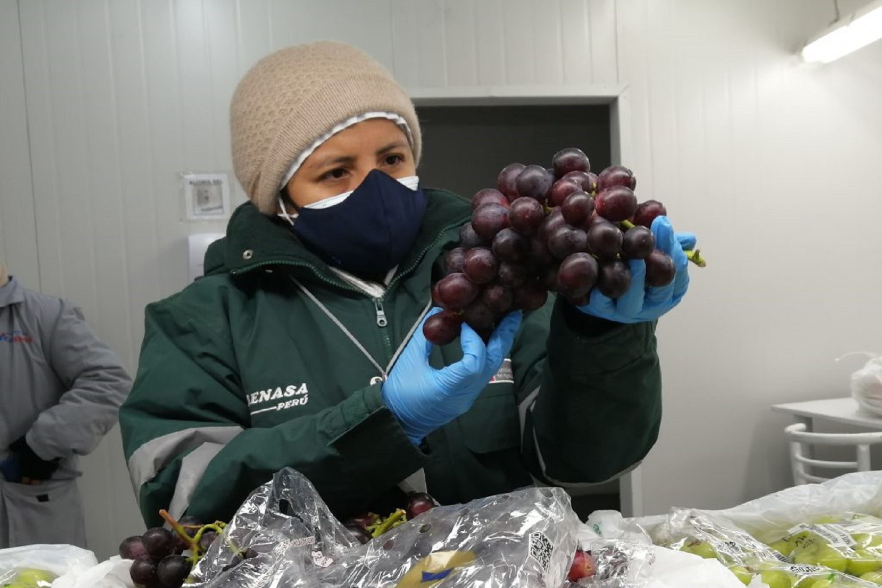 La uva peruana podrá llegar a los consumidores argentinos desde este año. Cortesía Senasa.