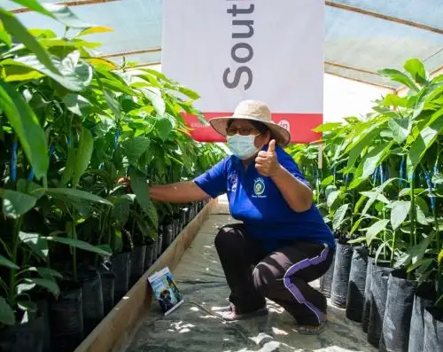 Financian proyectos de producción de palta en la provincia de Jorge Basadre, en la sierra de Tacna. ANDINA/Difusión