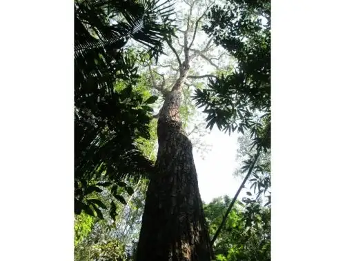Perú es el país con el mayor número de especies de cedro de América al identificarse que cuenta con 10 de las 17 variedades que existen desde México hasta Argentina. ANDINA/Difusión