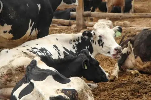 Apoyo a la producción de leche y sus derivados. Foto: cortesía Midagri.