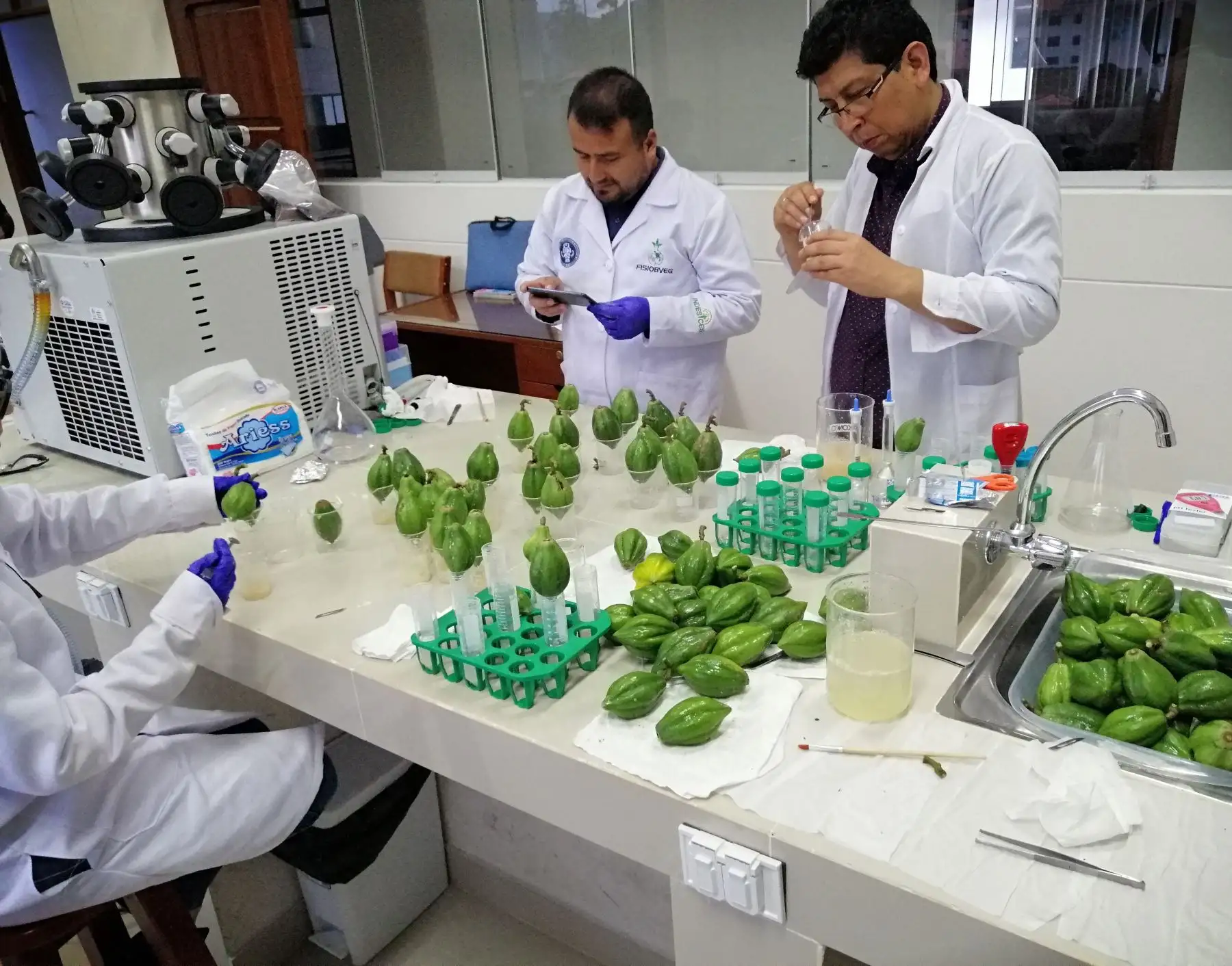 Investigadores de la Universidad Nacional Toribio Rodríguez de Mendoza de Amazonas producen queso orgánico con cuajo natural elaborado a base de papaína liofilizada. ANDINA/Difusión
