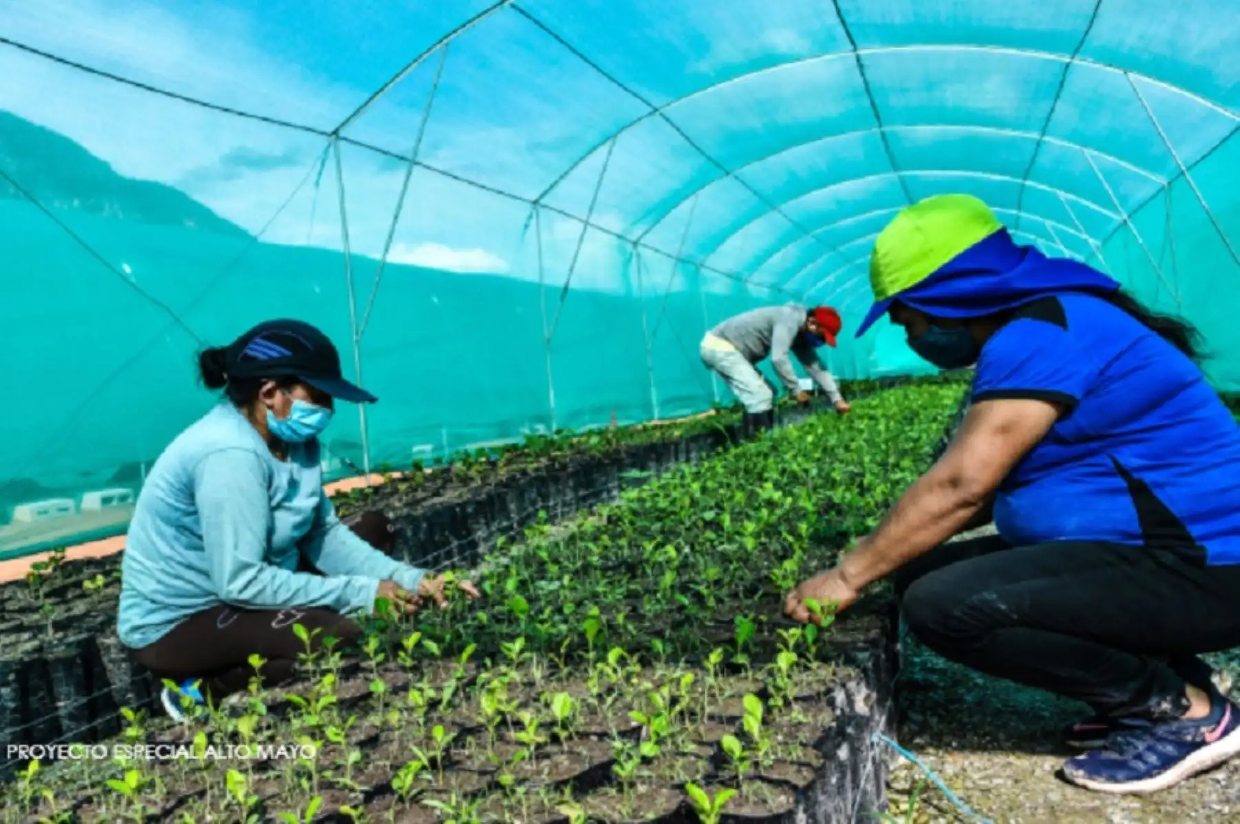 El gobierno regional de San Martín tiene como meta producir y sembrar 10 millones de árboles en zonas degradadas de ese departamento hasta fines de 2022. Foto: Gobierno Regional de San Martín/Proyecto Especial Alto Mayo