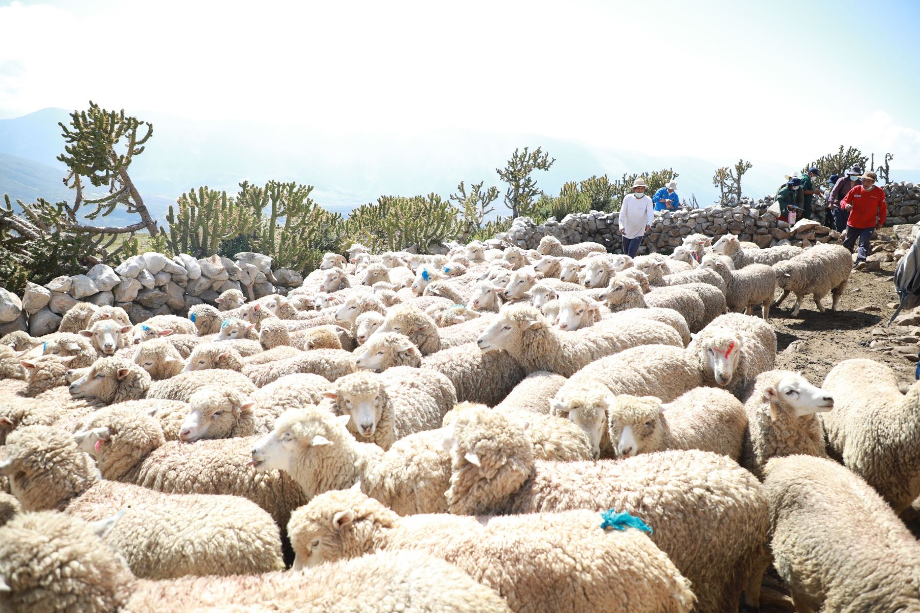 Brigadas agrarias colocan antiparasitarios y aplican vitaminas a ganado ovino de la región Junín. Foto: ANDINA/Difusión