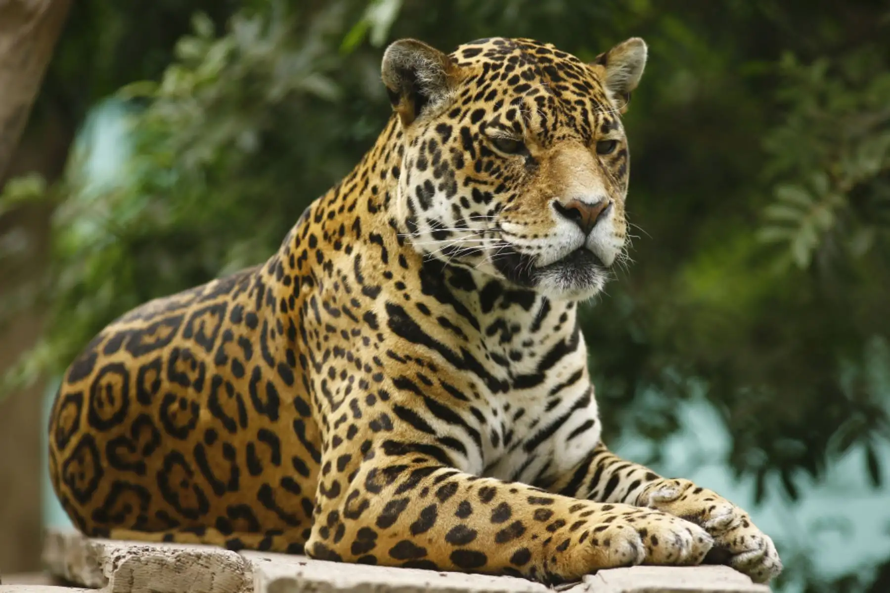 El jaguar, u otorongo, es una de las especies emblemáticas de Perú, el felino más grande de América.