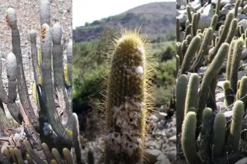 Un equipo de botánicos de varios países, liderados por la peruana Mónica Arakaki, investigadora del Museo de Historia Natural y docente de la Facultad de Ciencias Biológicas de la Universidad Nacional Mayor de San Marcos (UNMSM) revelaron aspectos particulares de la evolución reticulada por hibridación de los géneros de cactáceas Haageocereus y Espostoa. Foto: UNMSM