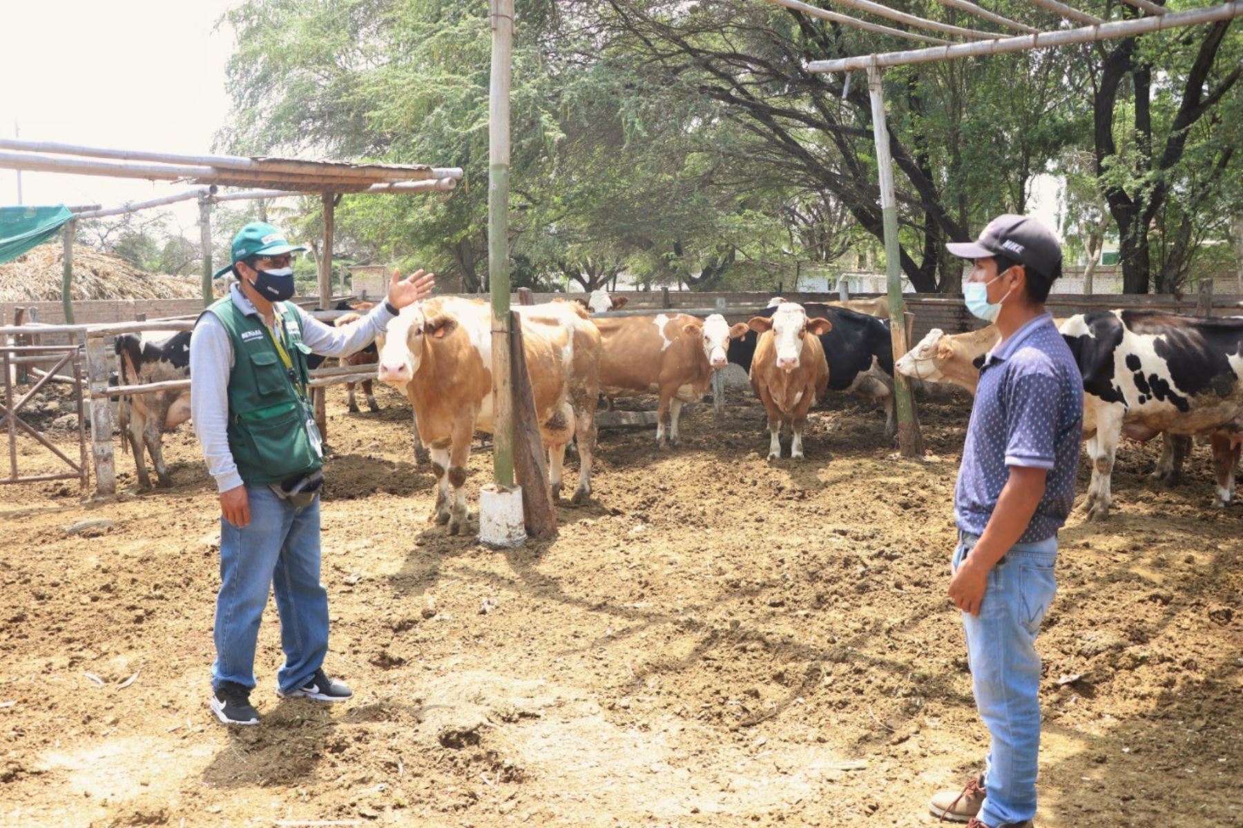 Escuelas de Campo de Agricultores (ECA) impulsadas por el Ministerio de Desarrollo Agrario y Riego en la región Lambayeque. Foto: ANDINA/Difusión
