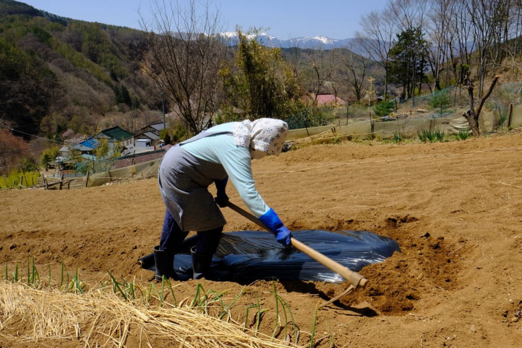 Una anciana ara un campo en la aldea de Kitaaiki, prefectura de Nagano, donde comenzaron las vacunas contra el coronavirus covid-19 para los ancianos. Foto: AFP