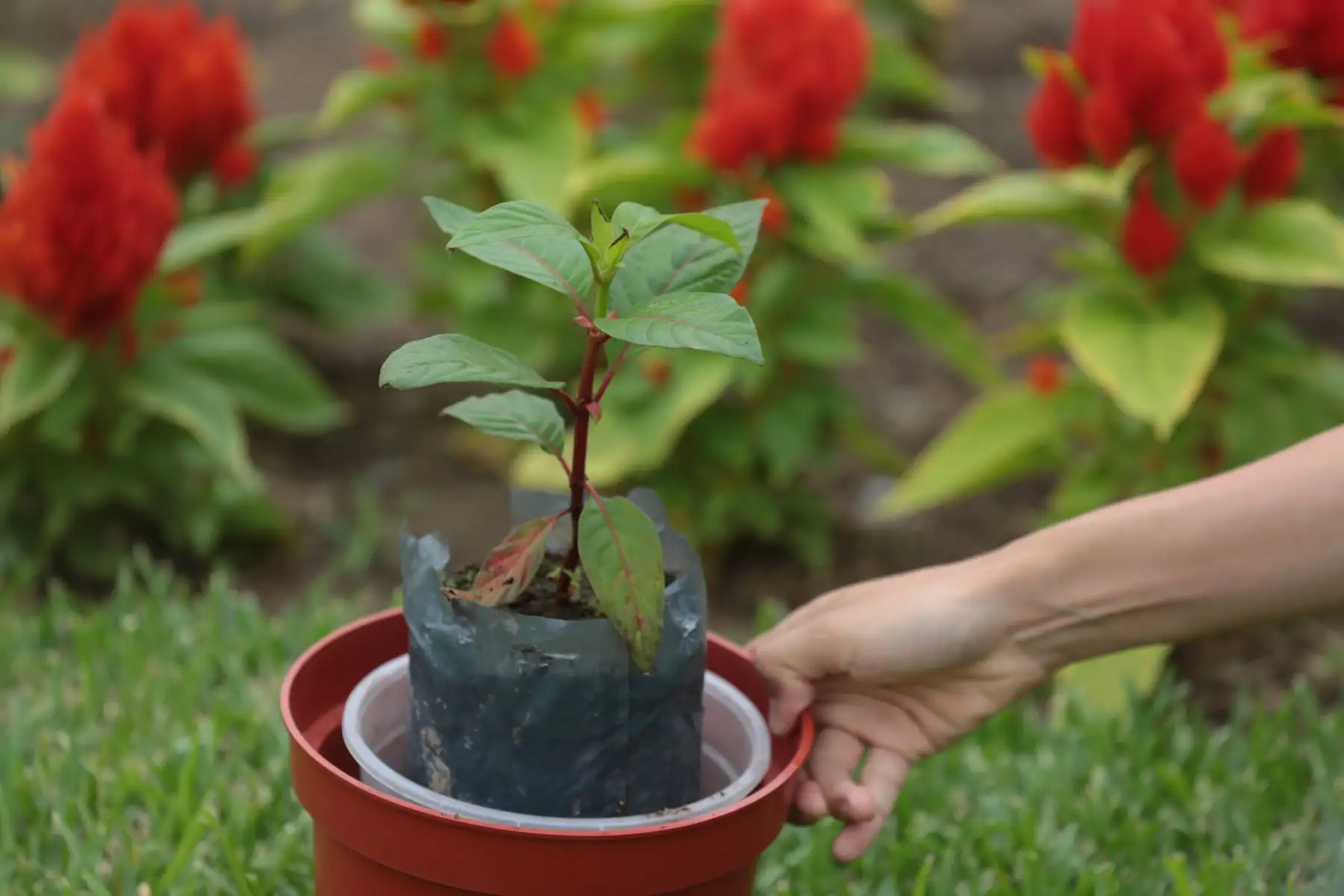 El Ministerio del Ambiente promueve campaña para plantar un millón de árboles este viernes 1 de setiembre. ANDINA