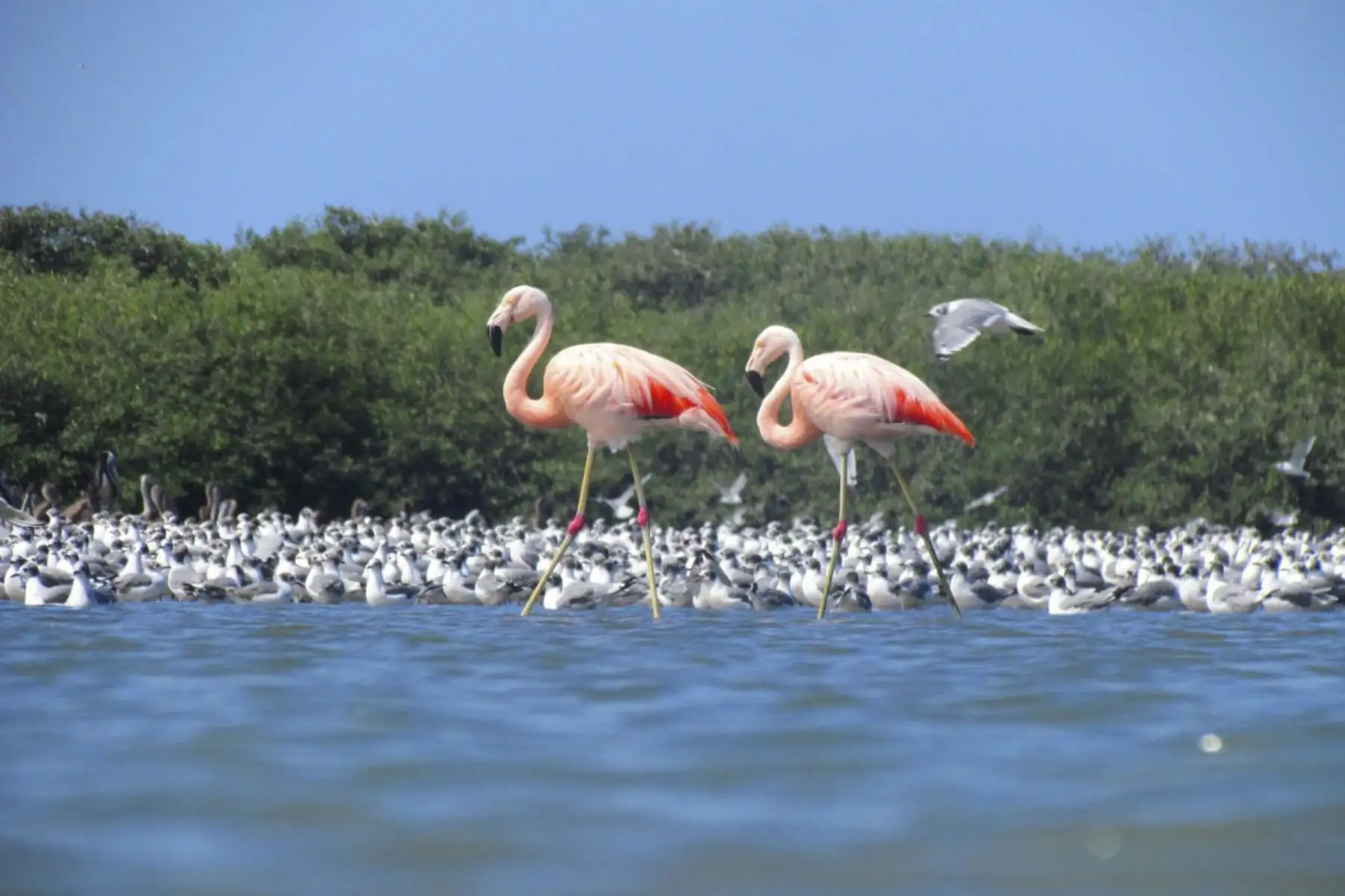 Manglares de San Pedro de Vice. Foto: Ramsar Perú