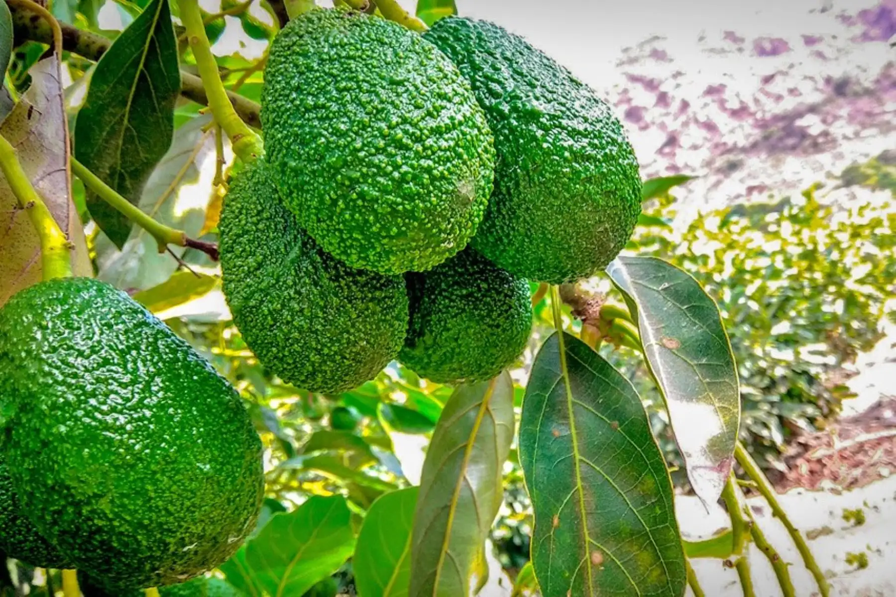 Cultivo de palta hass. Foto: ANDINA/Archivo