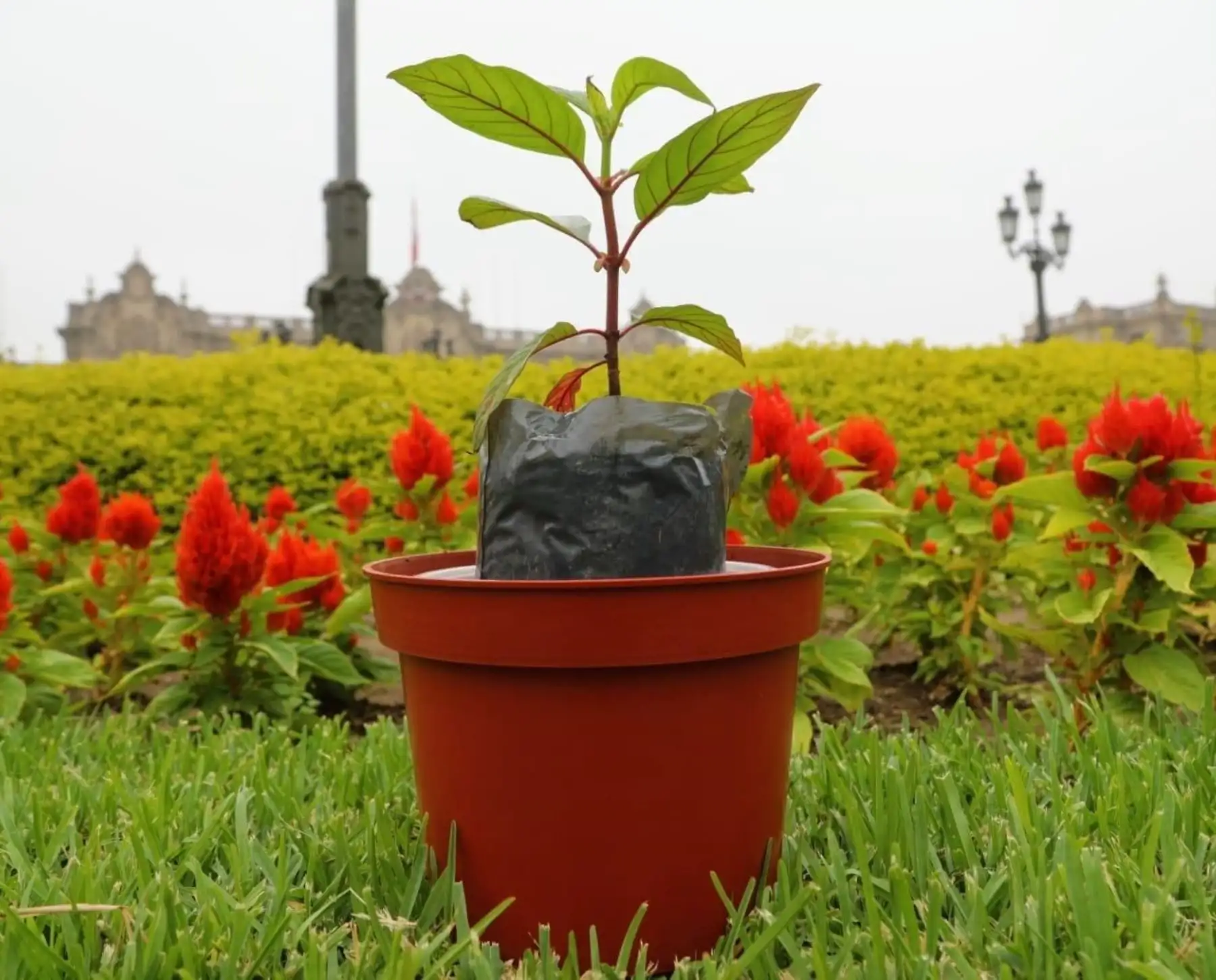Sembrar un árbol es una de las acciones que podemos hacer los peruanos para combatir el dióxido de carbono (CO2). ANDINA/Difusión