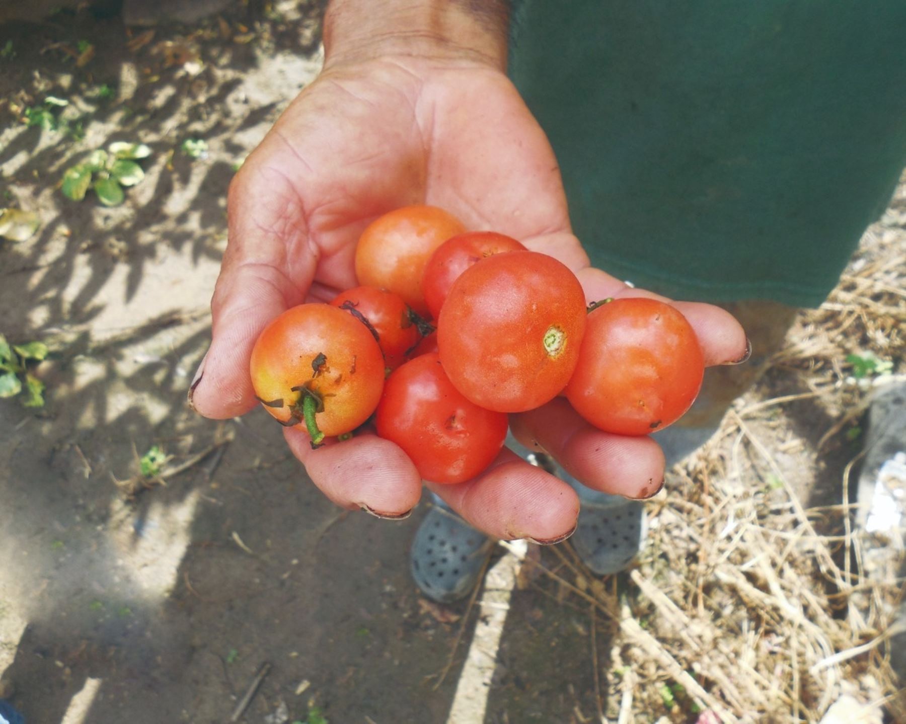 Estudio “Línea de base de la diversidad del tomate peruano con fines de biodiversidad” del Minam confirma que el Perú es uno de los centros de origen del tomate. Foto: Minam