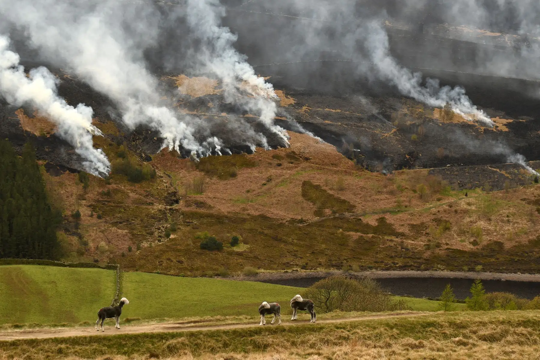 Se observa el resurgimiento de llamas del incendio del páramo en Marsden Moor, cerca de Huddersfield, en el norte de Inglaterra, el 27 de abril de 2021. Foto: AFP