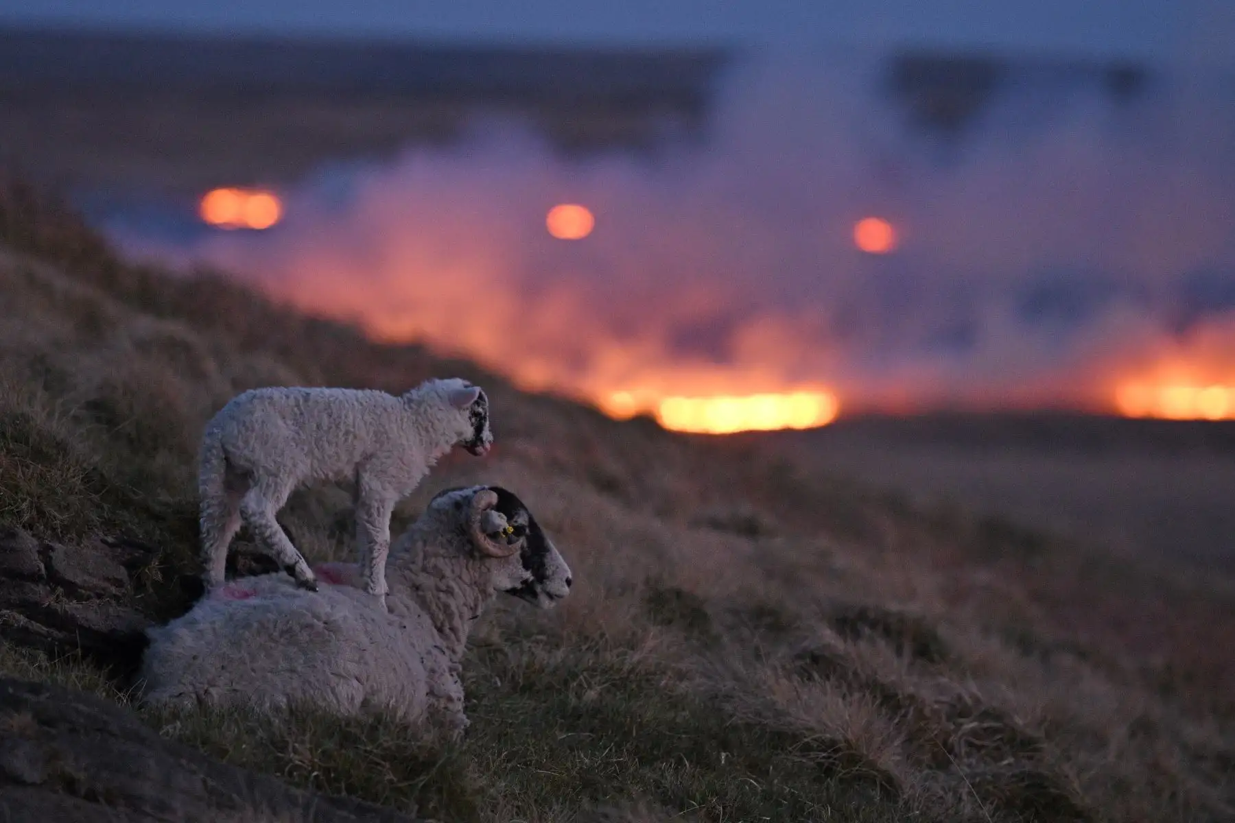 Las ovejas suben a la ladera mientras las llamas de un incendio en un páramo se ven en el páramo Marsden, cerca de Huddersfield, en el norte de Inglaterra. Foto: AFP