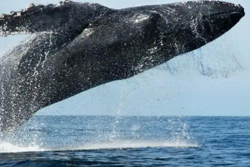 El mar peruano constituye un corredor biológico privilegiado para el tránsito de ballenas, los peces más grandes del planeta, en especial de las ballenas jorobadas, cuya temporada de avistamiento para los turistas empezará en julio frente a las costas de Piura y Tumbes, en el norte del país. ANDINA/Difusión